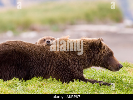 Ursor arctos Ours brun d'Alaska Katmai Août Banque D'Images