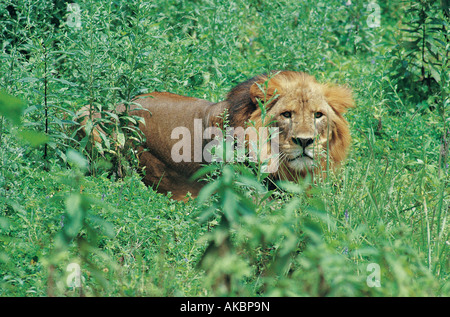 Lion mâle adulte en forêt Harenna Bale Mountains National Park Afrique Ethiopie Banque D'Images