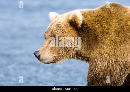 Ursor arctos Ours brun d'Alaska Katmai Août Banque D'Images