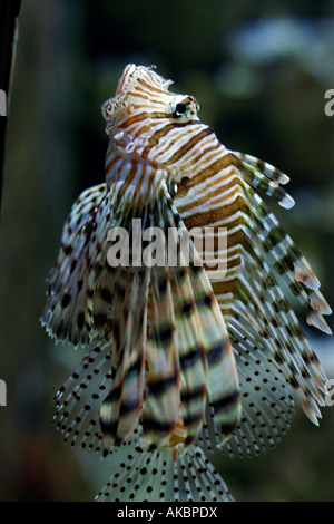 Poisson-papillon rouge (Pterois volitans) nage sous l'eau dans l'Aquarium Tropical Hagenbeck à Hambourg, Allemagne. Banque D'Images