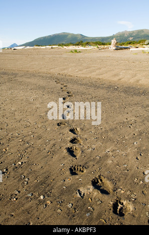 Ours brun Ursos arctos empreintes sur la plage à l'Alaska Katmai Hallo Bay Banque D'Images