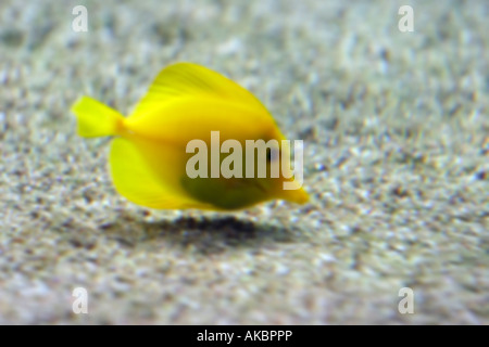 Des problèmes de mise au point (Zebrasoma flavescens jaune Tang) nage dans l'Aquarium Tropical Hagenbeck à Hambourg, Allemagne. Banque D'Images