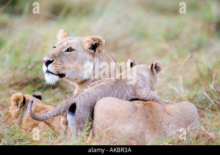 Panthère Lion Lion cub jouer avec mère Masai Mara, Kenya Banque D'Images