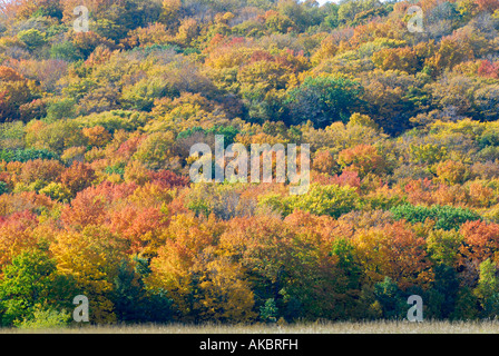 La couleur de l'automne automne feuillage dans le Sleeping Bear Dunes National Park, le long des rives du lac Michigan le Michigan s western shore Banque D'Images