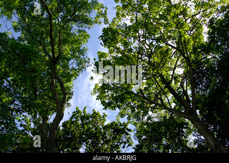 Looking up through a canopy of trees Banque D'Images