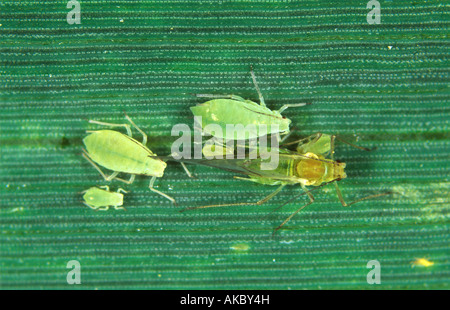 Puceron de grain de rose Metropolophium dirhodum stade d'alate et apterous sur la feuille de blé Banque D'Images