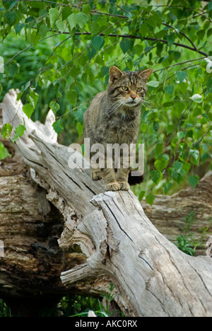 Chat sauvage écossais (Felis catus) Banque D'Images