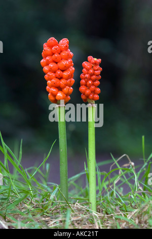 Lords and ladies Arum maculatum des baies en automne Banque D'Images