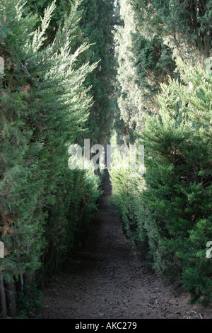 Chemin à travers les cyprès dans le jardin de la Villa Vignamaggio Greve in Chianti Italie Banque D'Images