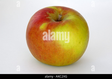 Blenheim Apple orange sur fond blanc Banque D'Images