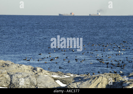 Troupeau de canards sur l'eau avec deux camions-citernes à distance Banque D'Images