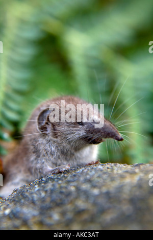 Musaraigne Crocidura suaveolens scilly Isles of Scilly Banque D'Images