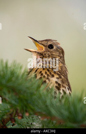 Grive musicienne Turdus philomelos chantant l'Ecosse Banque D'Images