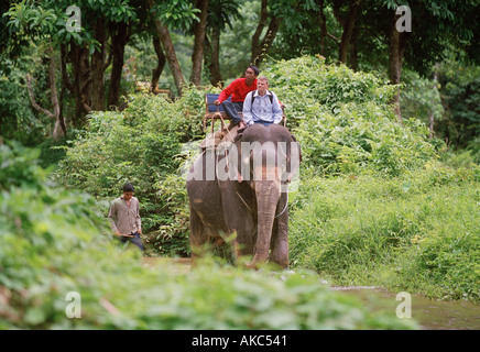 Elephant trekking en Thaïlande Banque D'Images