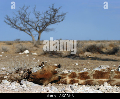 Carcasse de girafe Giraffa camelopardalis photographié dans le parc national d'Etosha en Namibie Afrique du Sud contre le ciel bleu Banque D'Images