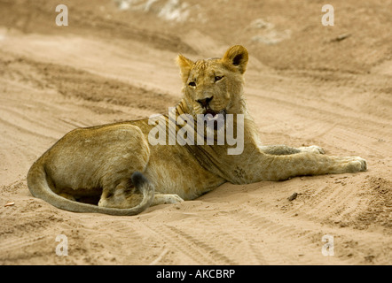 Un jeune lion, Panthera leo, se trouve sur une plage de tack et grondements dans le Parc National de Chobe au Botswana Afrique du Sud Banque D'Images