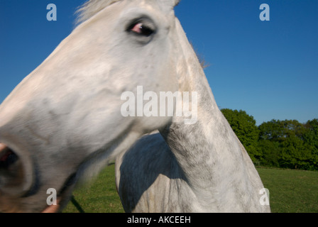 White Horse close up Banque D'Images