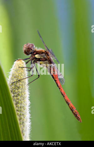 Sympetrum striolatum dard commun homme Banque D'Images