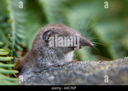 Musaraigne Crocidura suaveolens scilly St Mary s'Isles of Scilly Banque D'Images