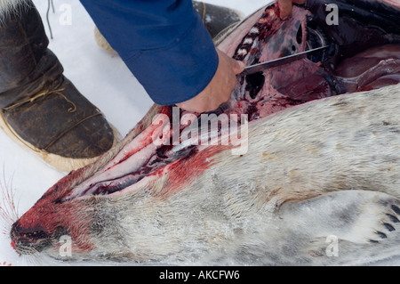 Subistence traditionnels des Inuits pour la chasse La chasse le phoque annelé Qaanaaq Groenland Avril 2006 Banque D'Images