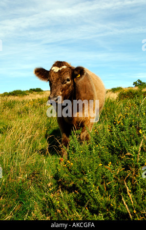 Gamme libre itinérance vache à Dartmoor landes Banque D'Images