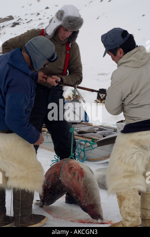 Subistence traditionnels des Inuits pour la chasse La chasse le phoque annelé Qaanaaq Groenland Avril 2006 Banque D'Images