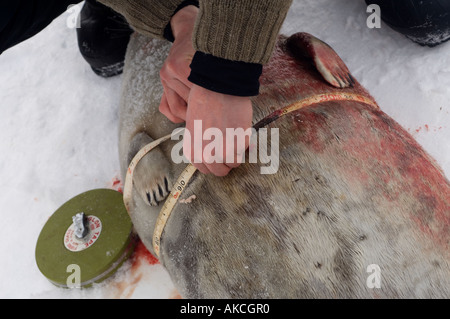 Subistence traditionnels des Inuits pour la chasse La chasse le phoque annelé Qaanaaq Groenland Avril 2006 Banque D'Images