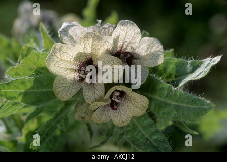 Hyoscyamus niger jusquiame Banque D'Images