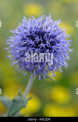 Close up of blue Echinops ritro 'Veitchs Blue' Banque D'Images