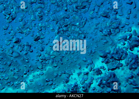 Sous l'eau à bulles plongeur autonome jusqu'à la surface de la mer de Salomon Banque D'Images