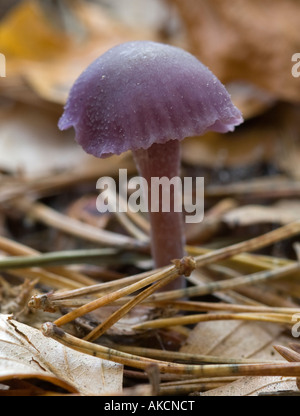 Amethyst deceiver dans la nouvelle forêt (Laccaria amethysea) Banque D'Images