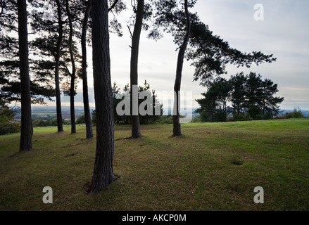 Des Pins sur l'Angleterre Worcestershire Clent Hills Banque D'Images