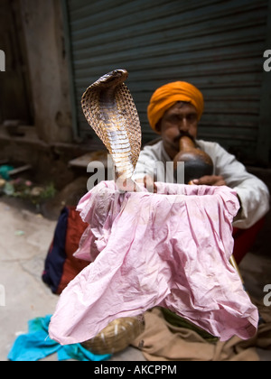 Un charmeur de serpent, montre son cobra dans une ruelle latérale de Delhi. Chandni Chowk, Delhi, Inde. Banque D'Images