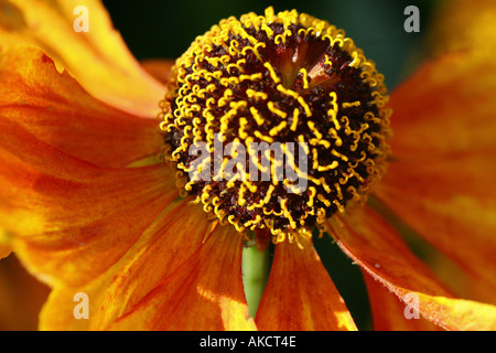 Helen's Flower Sneezeweed Helenium Banque D'Images
