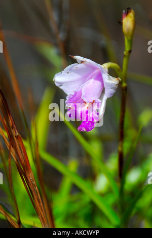 Wild Orchid flower près les évents à vapeur sur la crête de la caldeira du Kilauea Hawaii Volcanoes National Park Big Island Hawaii USA Banque D'Images