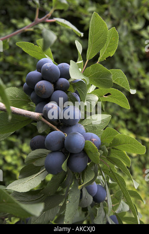 Une bonne récolte de baies de sloe sur Blackthorn Prunus spinosa dans le Kent UK Banque D'Images