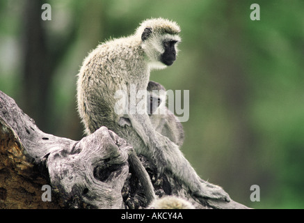 Face noir femelle singe avec son bébé Ngorongoro Crater Tanzanie Afrique de l'Est Banque D'Images