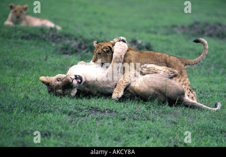 Six semaine lion cub jouant sur haut de presque entièrement connu lion Masai Mara National Reserve Kenya Afrique de l'Est Banque D'Images