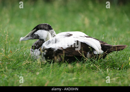 L'Eider à duvet mâle Canard - Somateria mollissima Banque D'Images