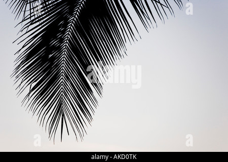Feuilles de palmier d'ossature au lever du soleil Banque D'Images