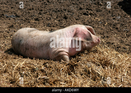 Porc solitaire sur une ferme anglaise Banque D'Images