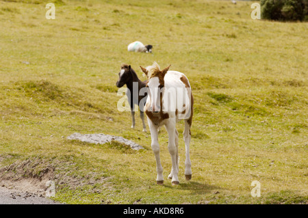 Dartmoor Foals sur le parc national de Dartmoor dans le Devon Royaume-Uni Banque D'Images