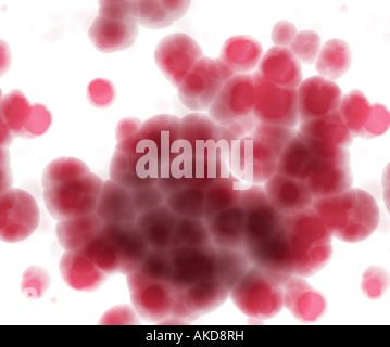 Fort contre-jour cellules rouge sur fond blanc sous le microscope Banque D'Images