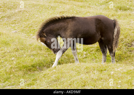 Poulain de poney de Dartmoor sur le parc national de Dartmoor dans le Devon Royaume-Uni Banque D'Images