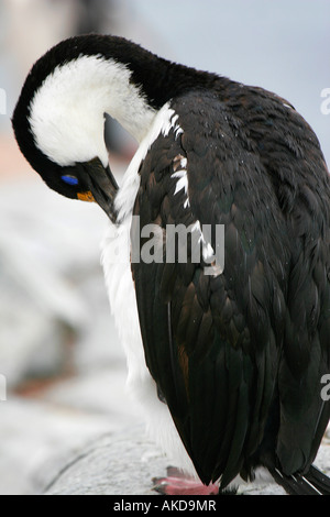 Blue Eyed Shag, Antarctique, l'Île Petermann Banque D'Images