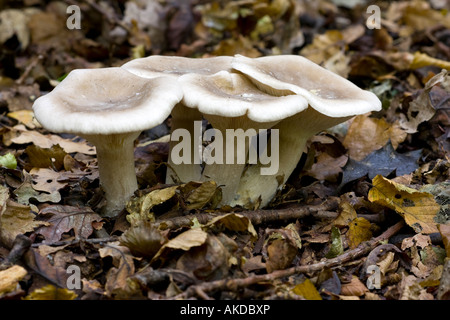 Entonnoir nuageux assombri Clitocybe nebularis Toon Banque D'Images