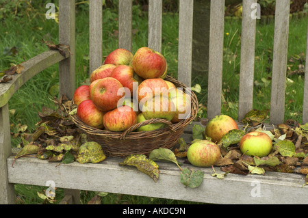 Siège de jardin avec des feuilles tombées et panier de pommes Octobre Angleterre exceptionnels Banque D'Images