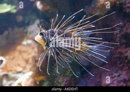 Le poisson-papillon appelé aussi firefish Pterois antennata à ailettes en haillons Océanopolis Brest Bretagne France Banque D'Images