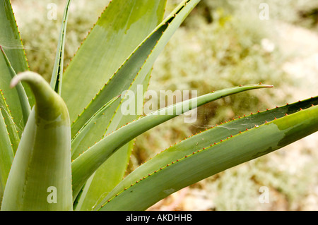 Feuilles épaisses sur une plante d'Aloe Vera. Banque D'Images
