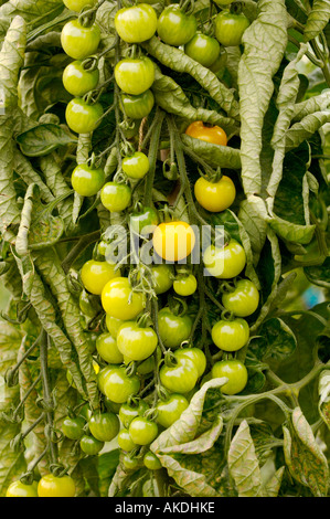 Tomates cerises jaunes poussant sur la vigne. Banque D'Images